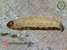 لارو شب پره